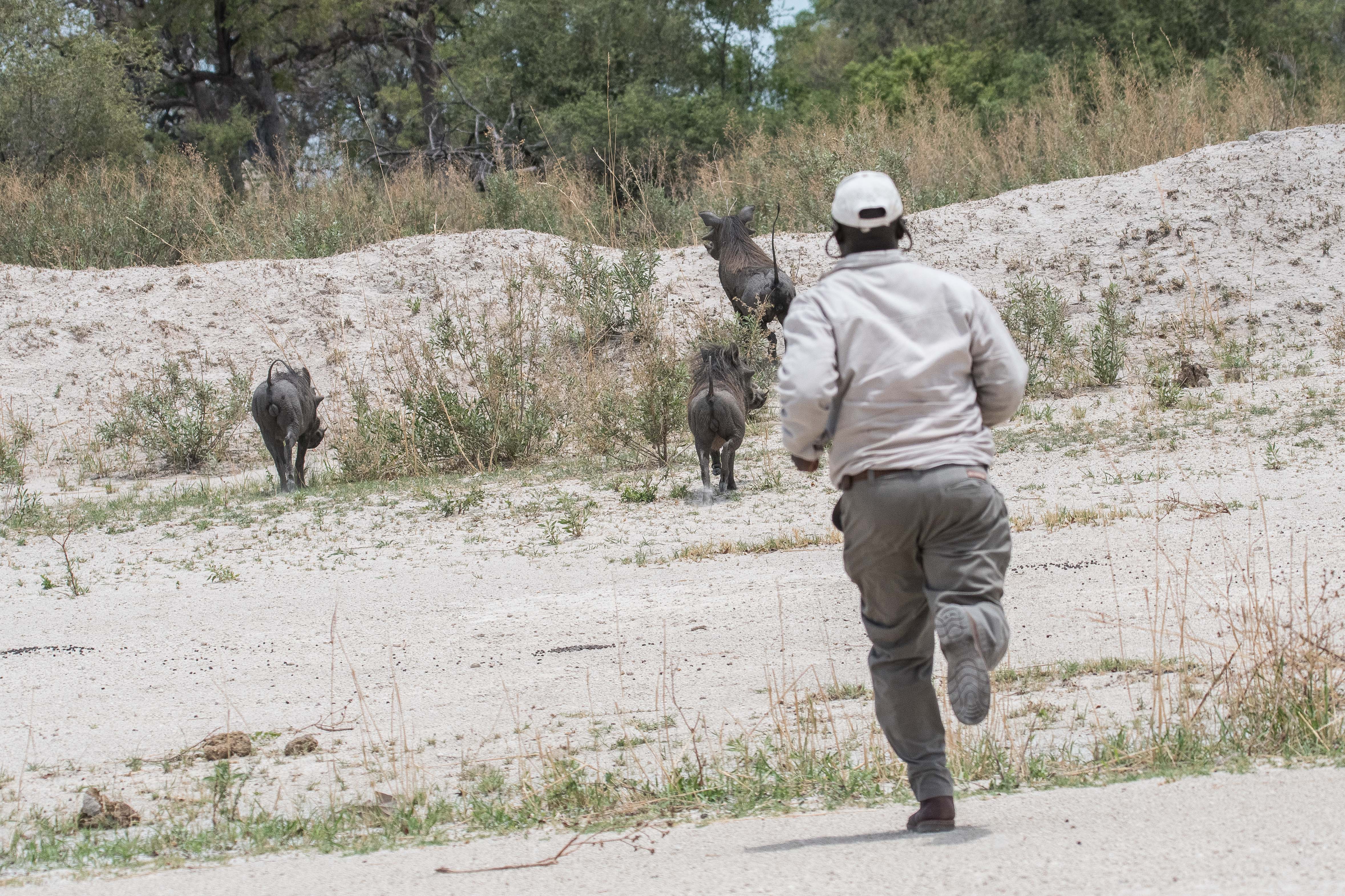 Notre traqueur chassant une famille de Phacochères (Warthog, Phacochoerus africanus) squattant l'air strip sur lequel doit se poser notre avionnette dans quelques instants.